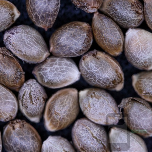 PINK STRAWBERRY Selfie Seeds™