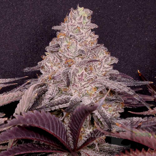 PURPLE BERRY x Pink Strawberry