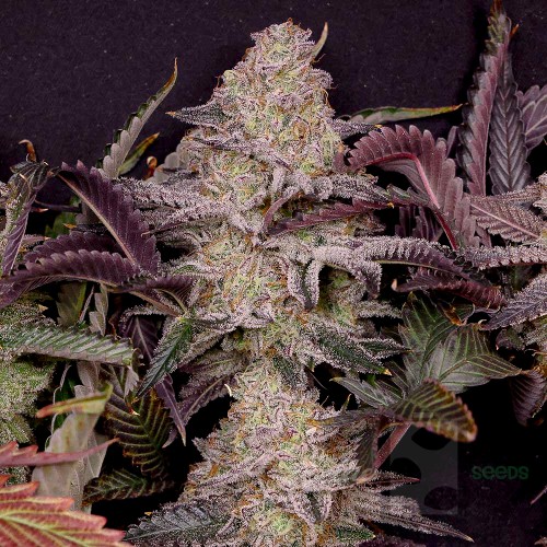 PURPLE BERRY x Pink Strawberry