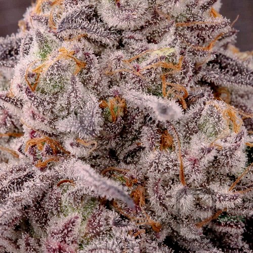 Tricho Cross x Pink Strawberry