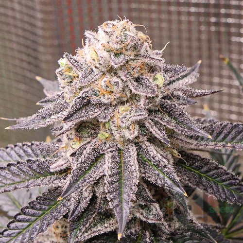 Tricho Cross x Pink Strawberry