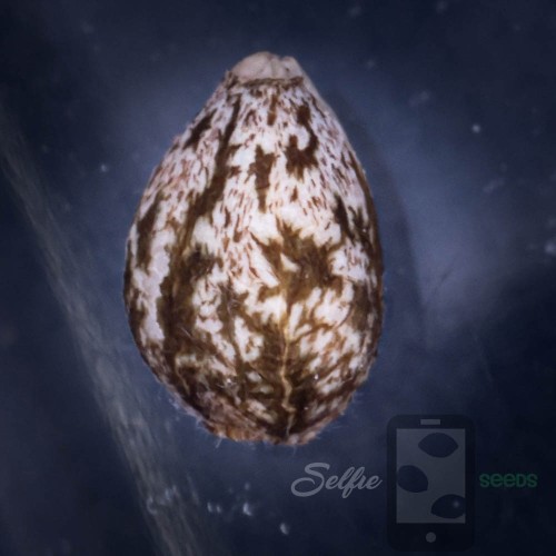 Poppy Piggyback Selfie Seeds 