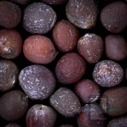 Organic Broccoli Selfie Seeds™ 