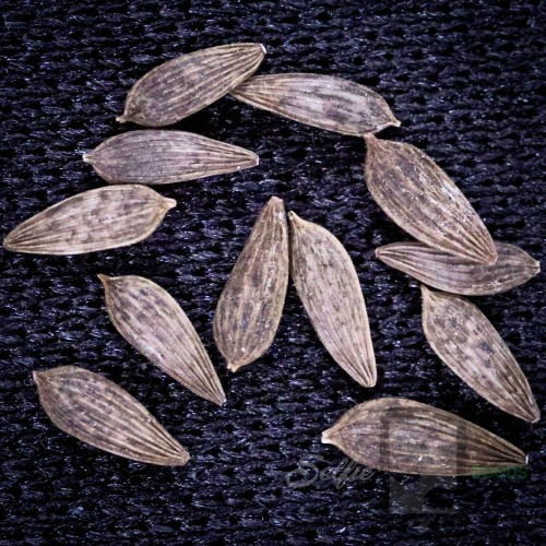 Organic Buttercrunch Lettuce Selfie Seeds™ 