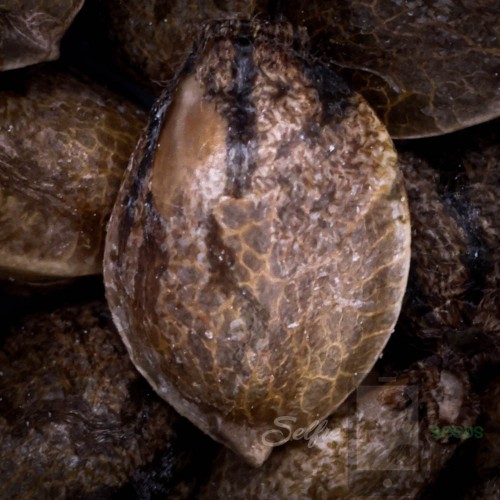 MACnana Mother Strain