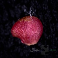 Organic Pineberry Selfie Seeds 