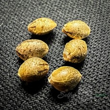 Southern Belle (Lilac Diesel x Hella Jelly) - Joker's Cut