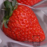 Koyo Oishii Berry Japanese Strawberry Selfie Seeds