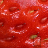Koyo Oishii Berry Japanese Strawberry Selfie Seeds