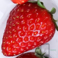 Nara Strawberry Lab Red Kotoka Selfie Seeds