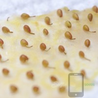 Nara Strawberry Lab Pearl White Selfie Seeds