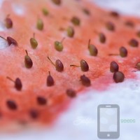 Nara Lab Pink Awayuki Japanese Strawberry Selfie Seeds