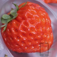 Omakase Oishii Pink Berry Japanese Strawberry Selfie Seeds