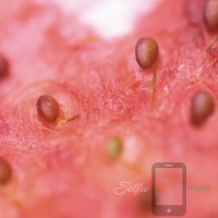 Omakase Oishii Pink Berry Japanese Strawberry Selfie Seeds