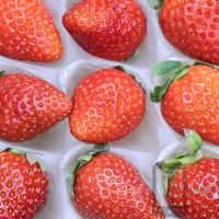 BERRY Red Benihoppe Japanese Strawberry Selfie Seeds