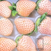 BERRY Pink Awayuki Japanese Strawberry Selfie Seeds