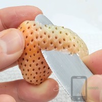 BERRY Pink Awayuki Japanese Strawberry Selfie Seeds