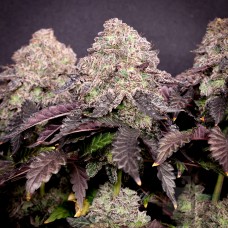 Blueberry Sugar S2