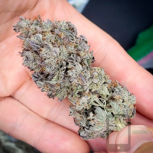 Blueberry Sugar S2