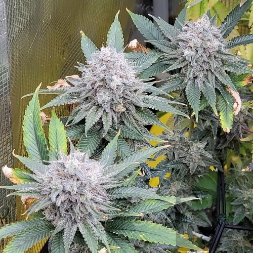 Pineapple Sugar x Blueberry Sugar