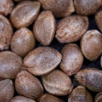 Miss Mary Black - Grape Gas x Tropicana Cherry