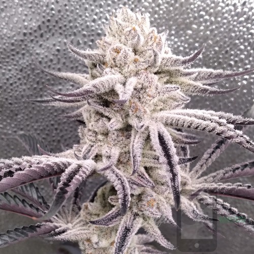 Grape Gas x ICY FLOOPS
