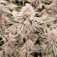 Chem 4 x GDK