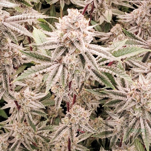 Chem 4 x GDK