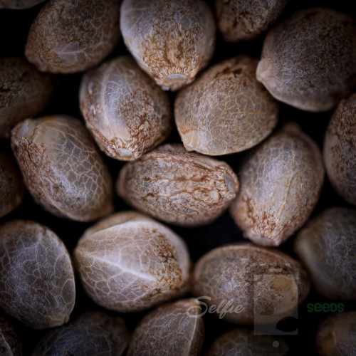 Grape Gas x ICY FLOOPS