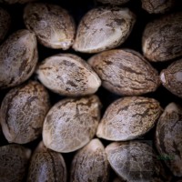 PolyChromatic x Blueberry Sugar