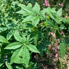 Cleome Selfie Seeds™ 