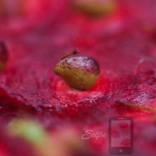 Kirameki Tochiotome Japanese Strawberry Selfie Seeds