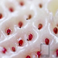 Organic Pineberry Selfie Seeds 