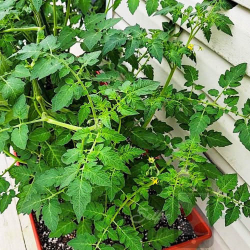 Organic Cherry Tomato Selfie Seeds™ 