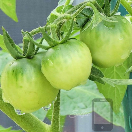 Organic Cherry Tomato Selfie Seeds™ 