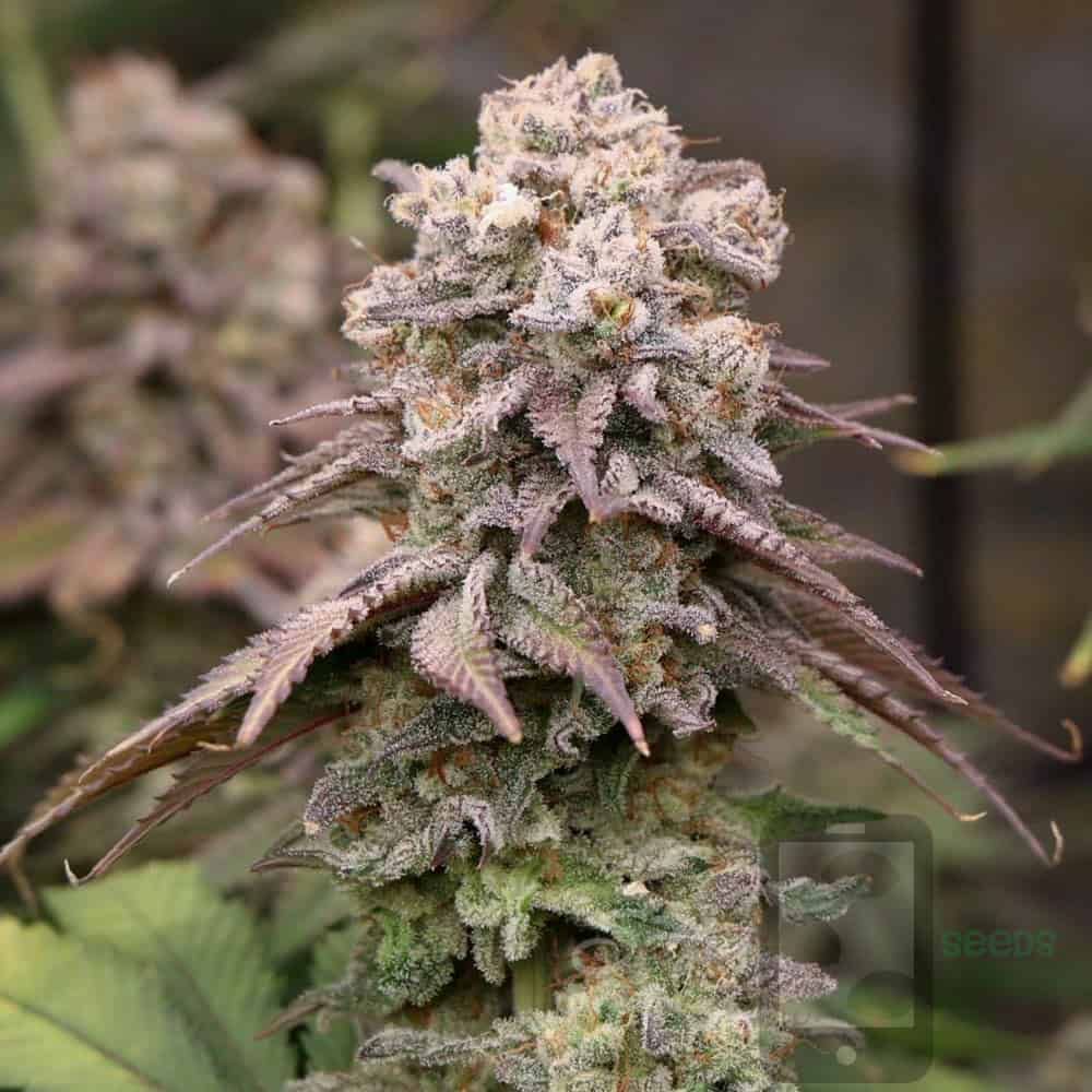 Indica vs Sativa vs Hybrid Seeds: Why Phenotype Matters More Than the Label