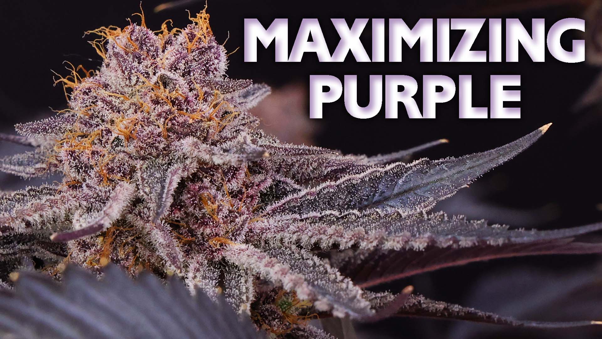 What Makes Cannabis Strains Purple or Pink? Genetics, Anthocyanins and the Limits of Temperature Tricks