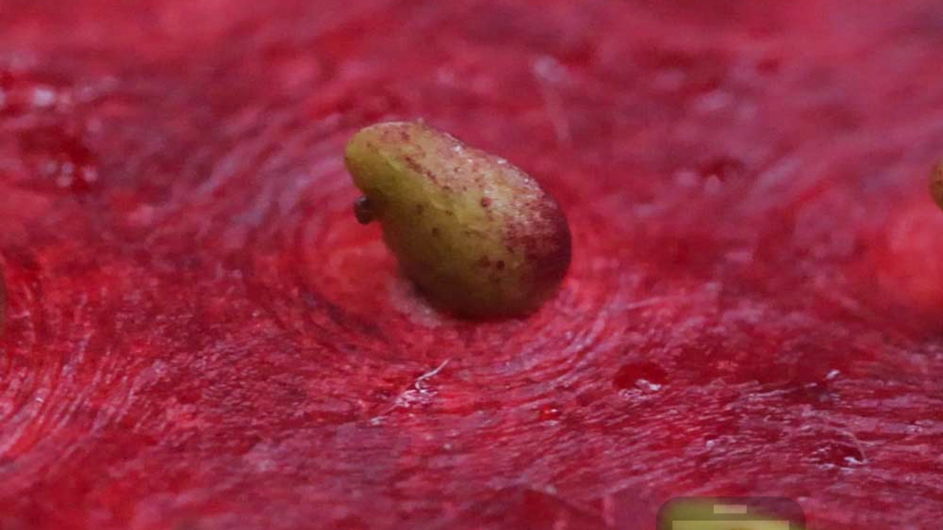 What Is the Most Strawberry Cannabis Strain? Why Strawberry Sugar Is Our Answer