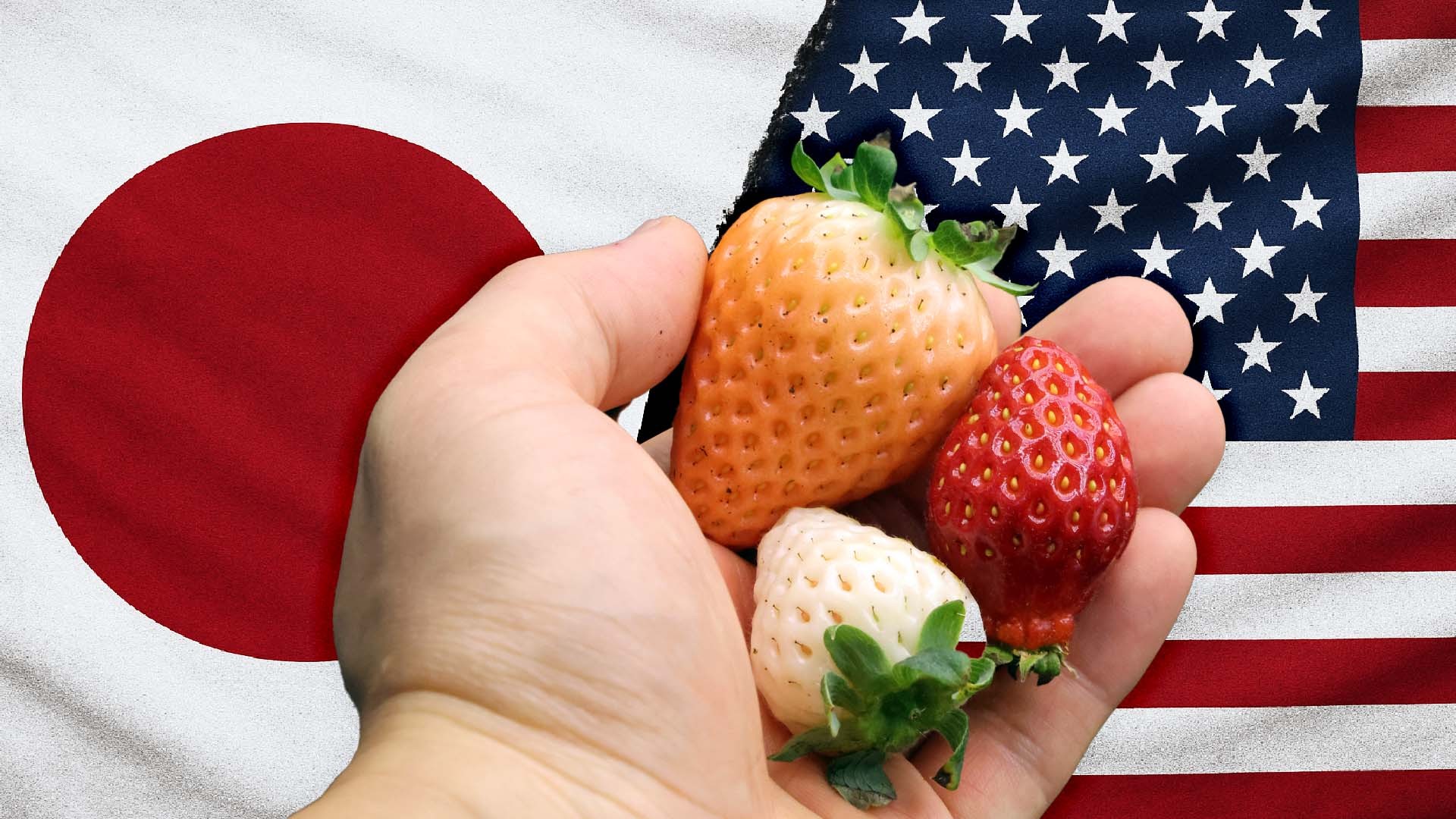 Japanese Strawberry Seeds: What Seed-Grown Plants Can—and Cannot—Promise