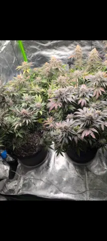 Sugar Cane Selfie Seeds™ - Strain 4our