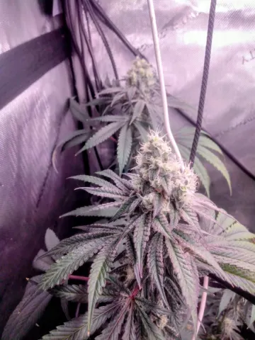 Space Juice x Sweet Slurry