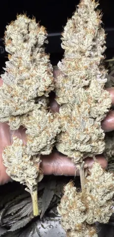 PURPLE BERRY - Strawberry Sugar x Blueberry Sugar