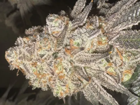 Sweet Flurry - Frozen Bag x Sweet Slurple