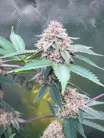 Tropicana Cherry
