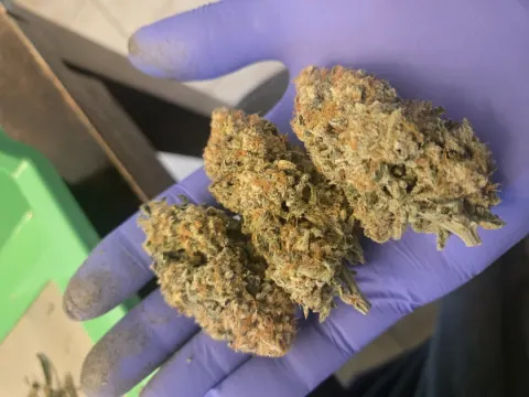 Sugar Cane Selfie Seeds™ - Strain 4our