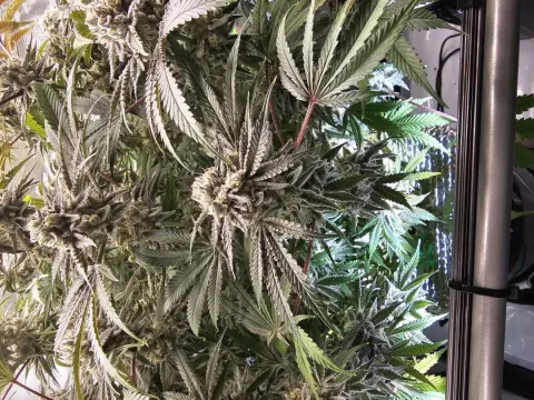 White Sativa Selfie Seeds™