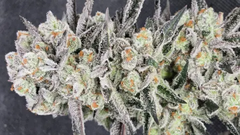 Space Juice x Sweet Slurry