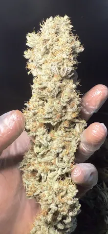 Southern Belle (Lilac Diesel x Hella Jelly) - Joker's Cut