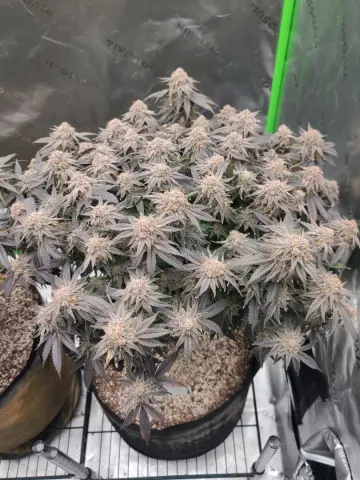 Sweet Flurry - Frozen Bag x Sweet Slurple