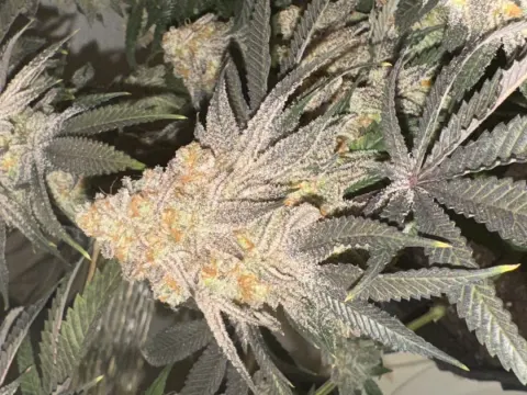 Sweet Flurry - Frozen Bag x Sweet Slurple